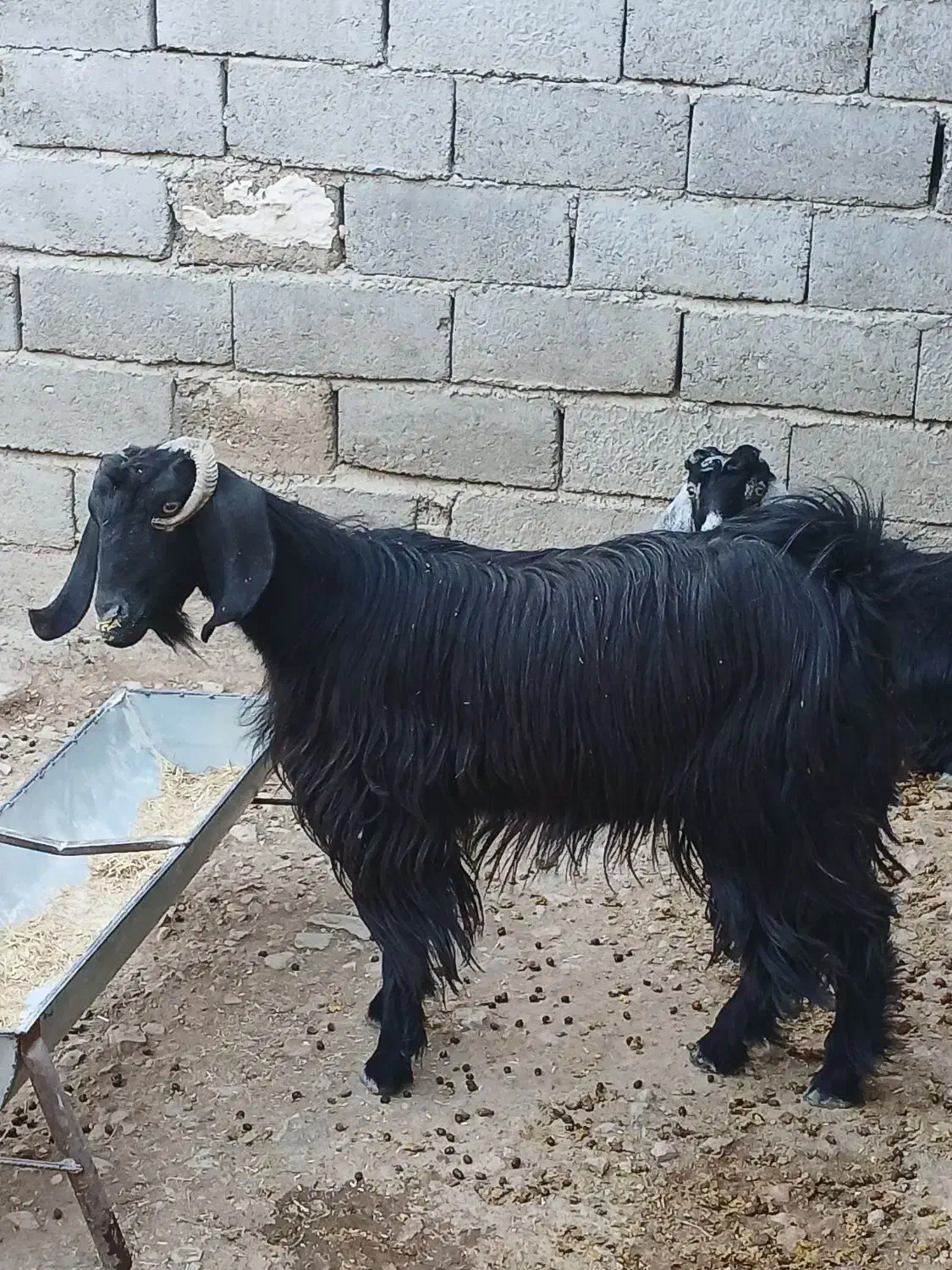 فروش گوسفندجوان وبزجوان(توشتیر)پروار|حیوانات مزرعه|دهلران, |دیوار