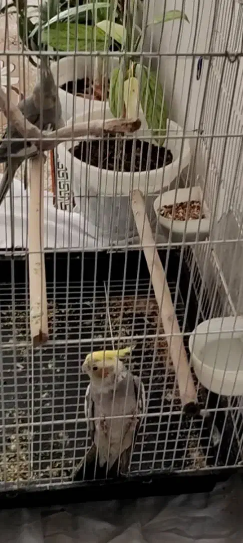 عروس هلندی گمشده|حیوانات|شیراز, لب آب|دیوار