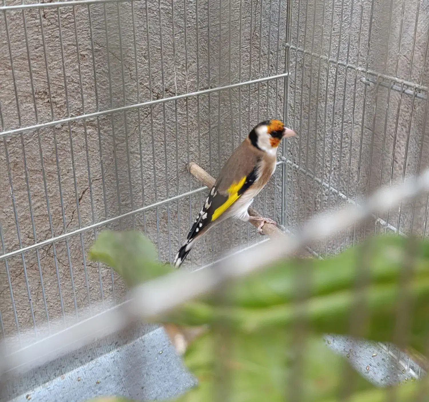 سهره|پرنده|کرمانشاه, |دیوار