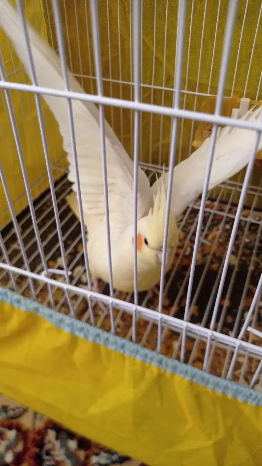 عروس هلندی لوتینو|پرنده|تربتحیدریه, هاشمینژاد|دیوار