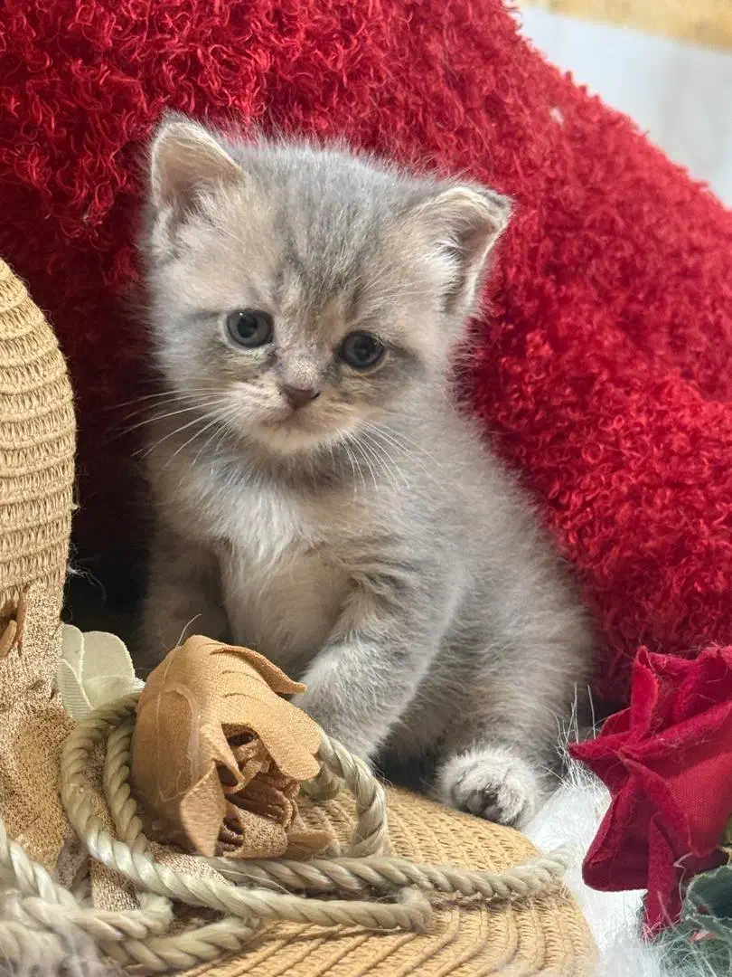 فروش گربه بچه اسکاتیش بریتیش ماده|گربه|گرگان, |دیوار