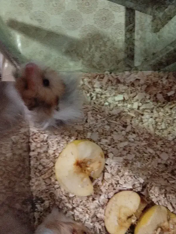 همستر|موش و خرگوش|اشنویه, |دیوار