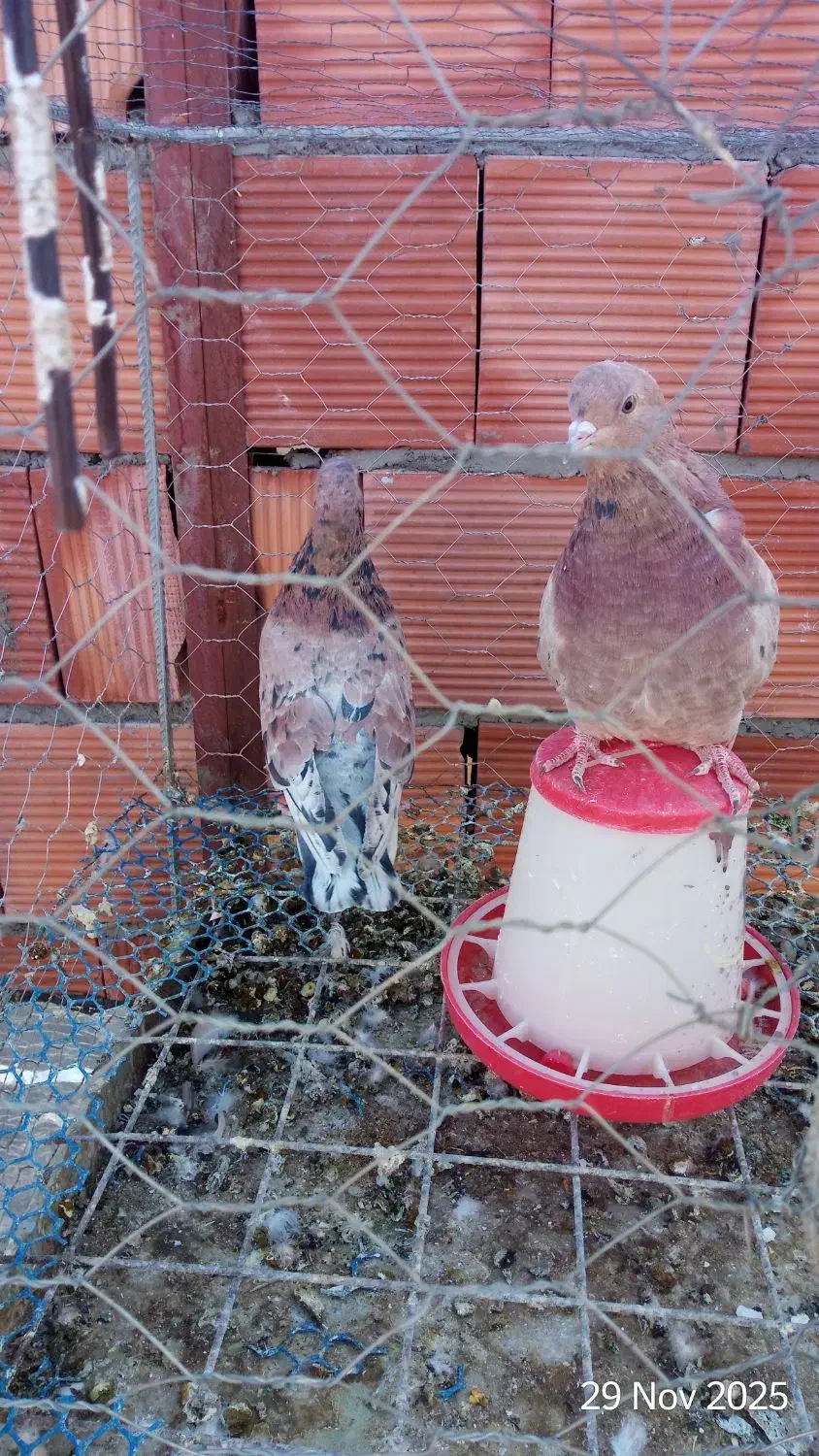 کبوتر سرور و سرخ|پرنده|کرمان, |دیوار