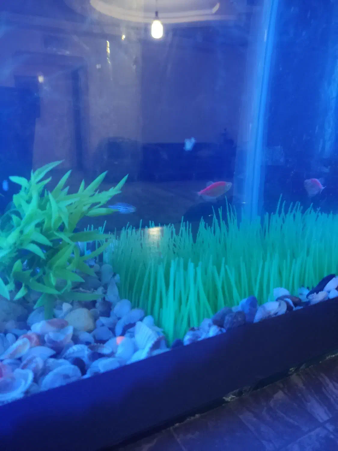 آکواریوم|ماهی|سنقر, |دیوار