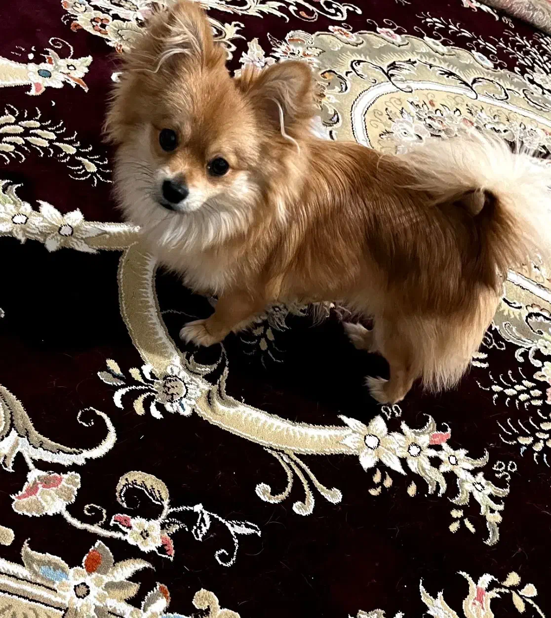 واگذاری سگ|سگ|کهنوج, |دیوار