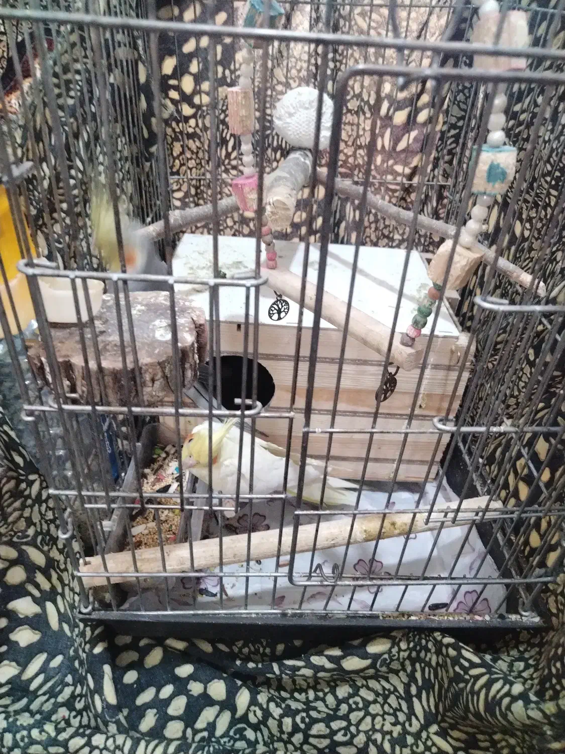 پرنده|پرنده|هشتگرد, ینگی امام|دیوار