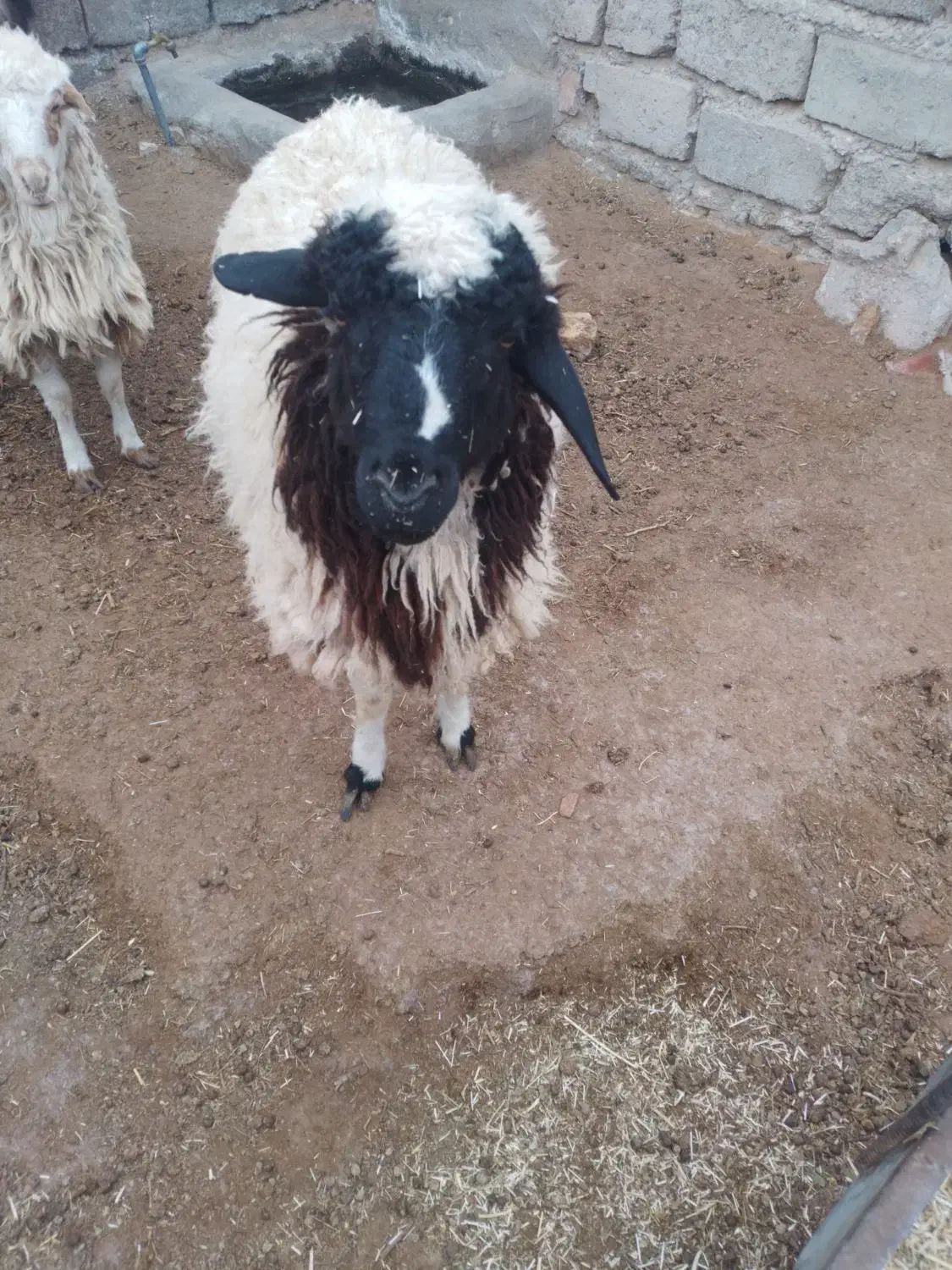 بره نر|حیوانات مزرعه|سده (خراسان جنوبی), |دیوار
