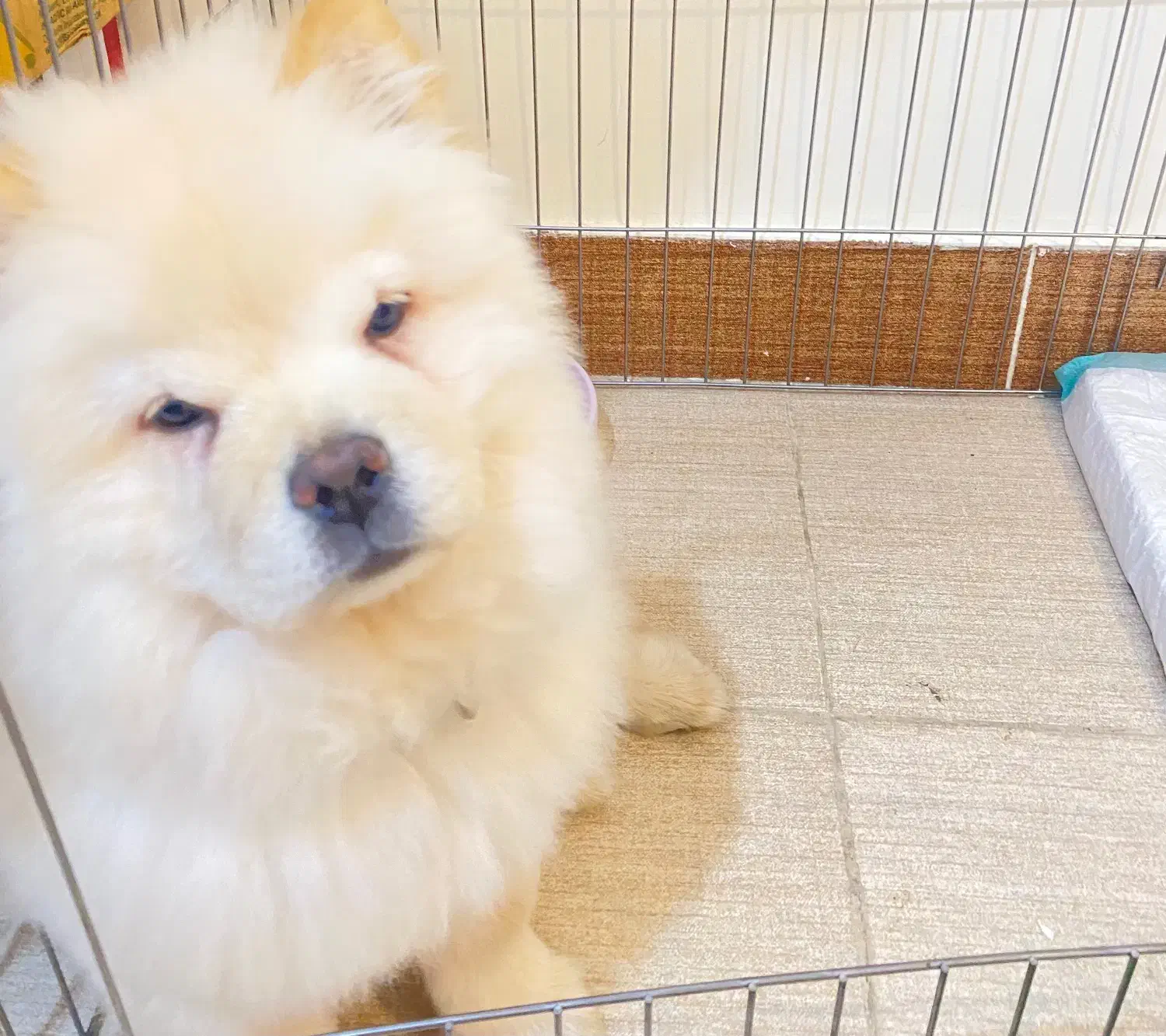 توله چاعوچاعو|سگ|بندرعباس, |دیوار