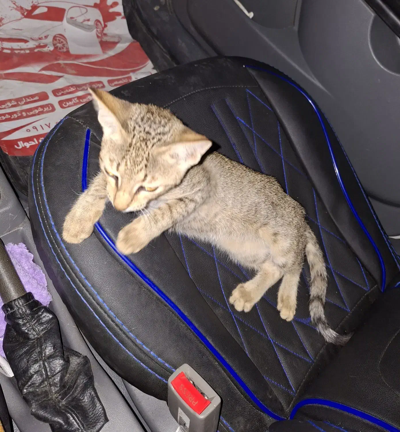 بچه گربه dsh|گربه|بوشهر, |دیوار