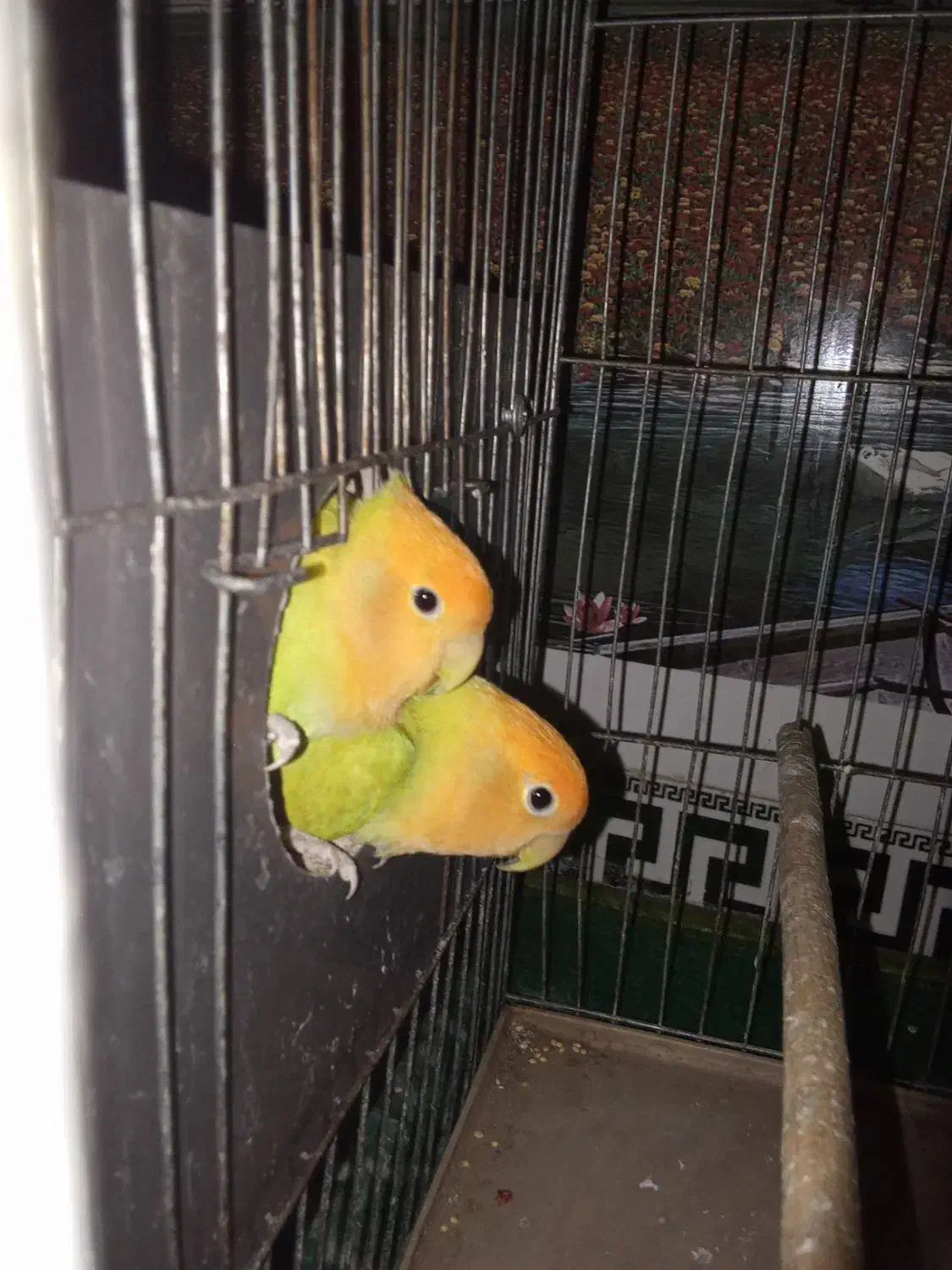 کوتوله برزیلی|پرنده|اهر, |دیوار