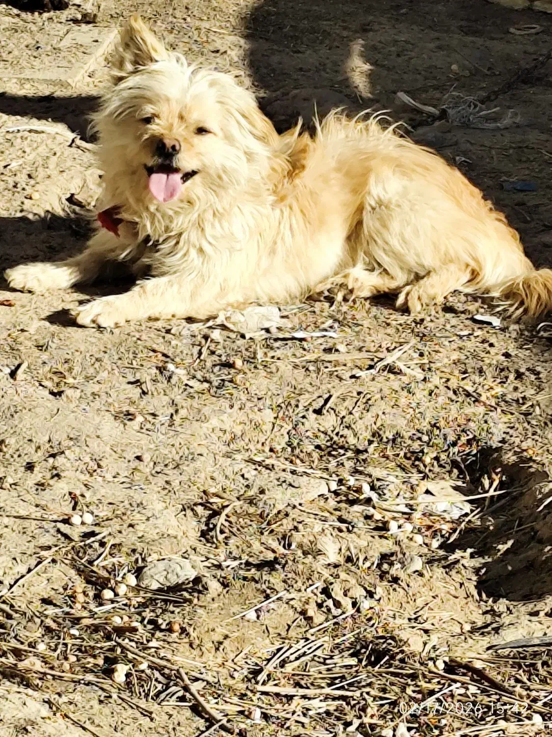 سگ پا کوتاه|سگ|جوادآباد, |دیوار