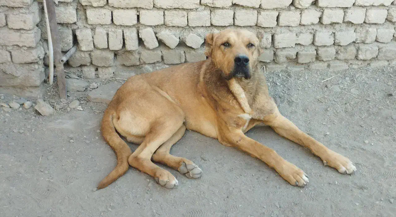 سرابی|سگ|ملایر, |دیوار