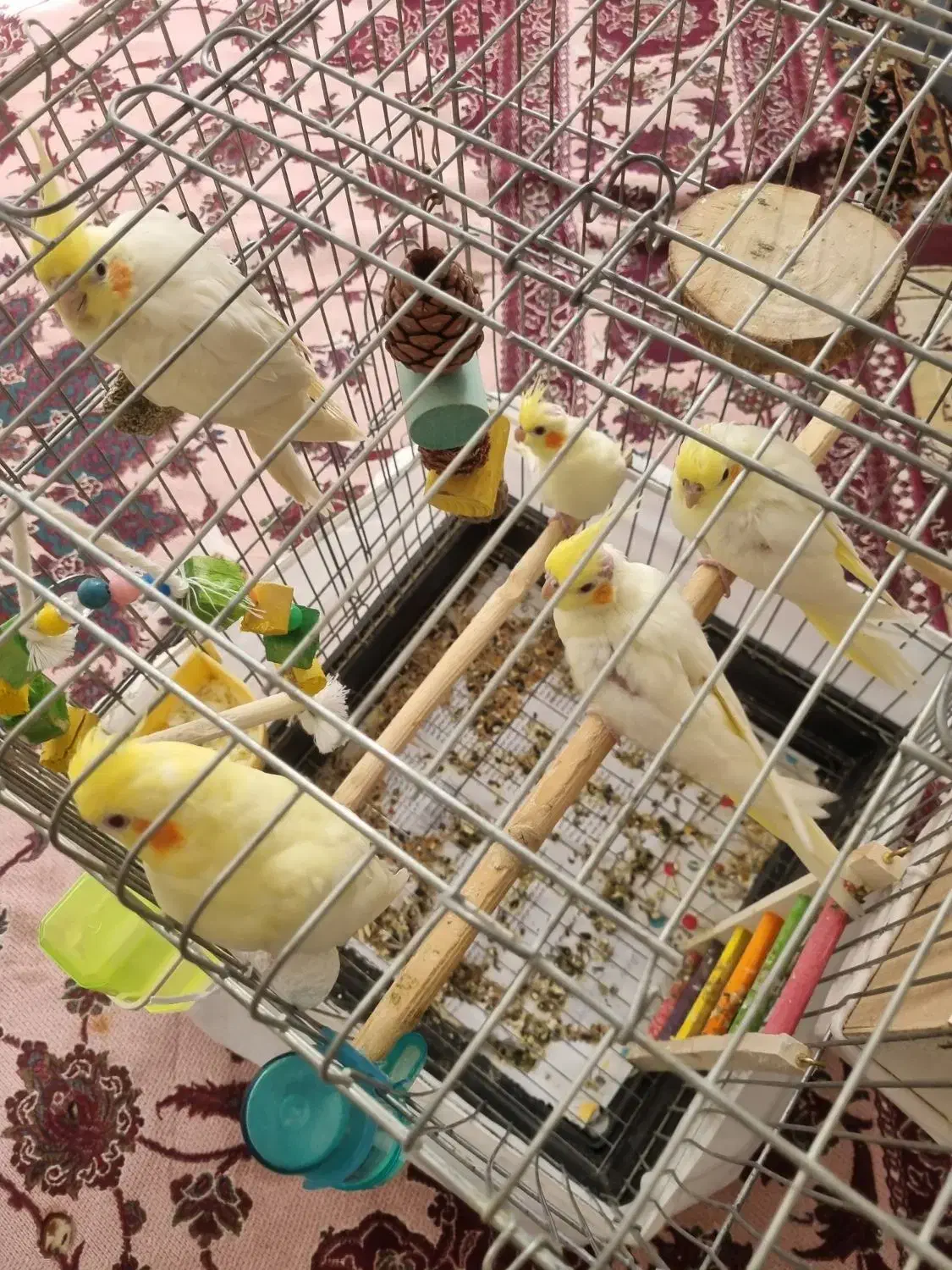 جوجه عروس هلندی|پرنده|محمدیه-قزوین, |دیوار