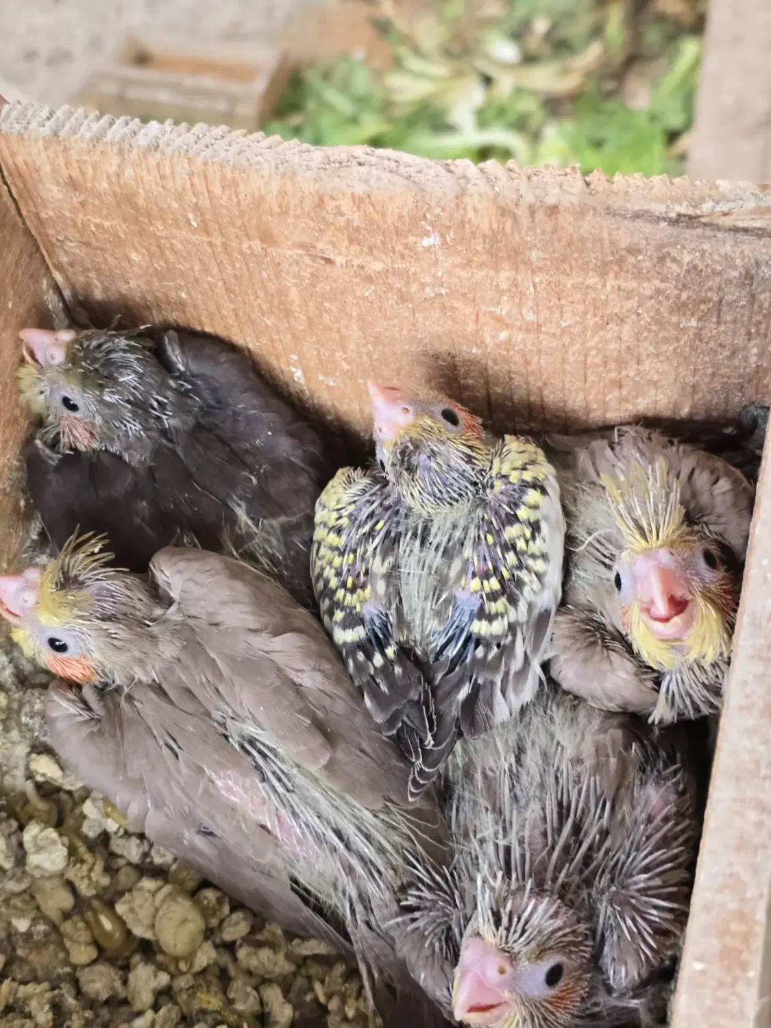 ۵ عدد جوجه عروس هلندی ۱ ماهه|پرنده|کوچصفهان, |دیوار