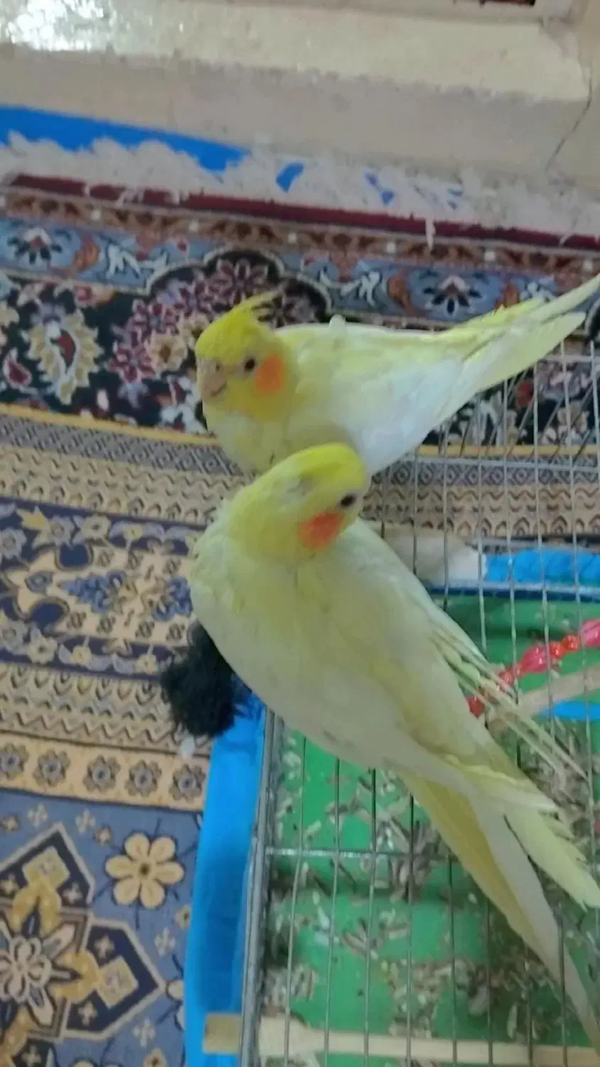 عروس هلندی 6 ماهه|پرنده|خوانسار, |دیوار