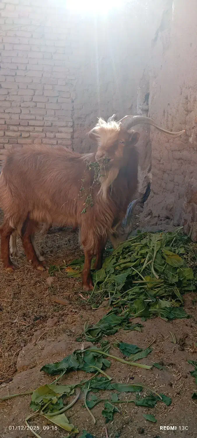 بزغالع نر سانن فروشی|حیوانات مزرعه|سده (خراسان جنوبی), |دیوار