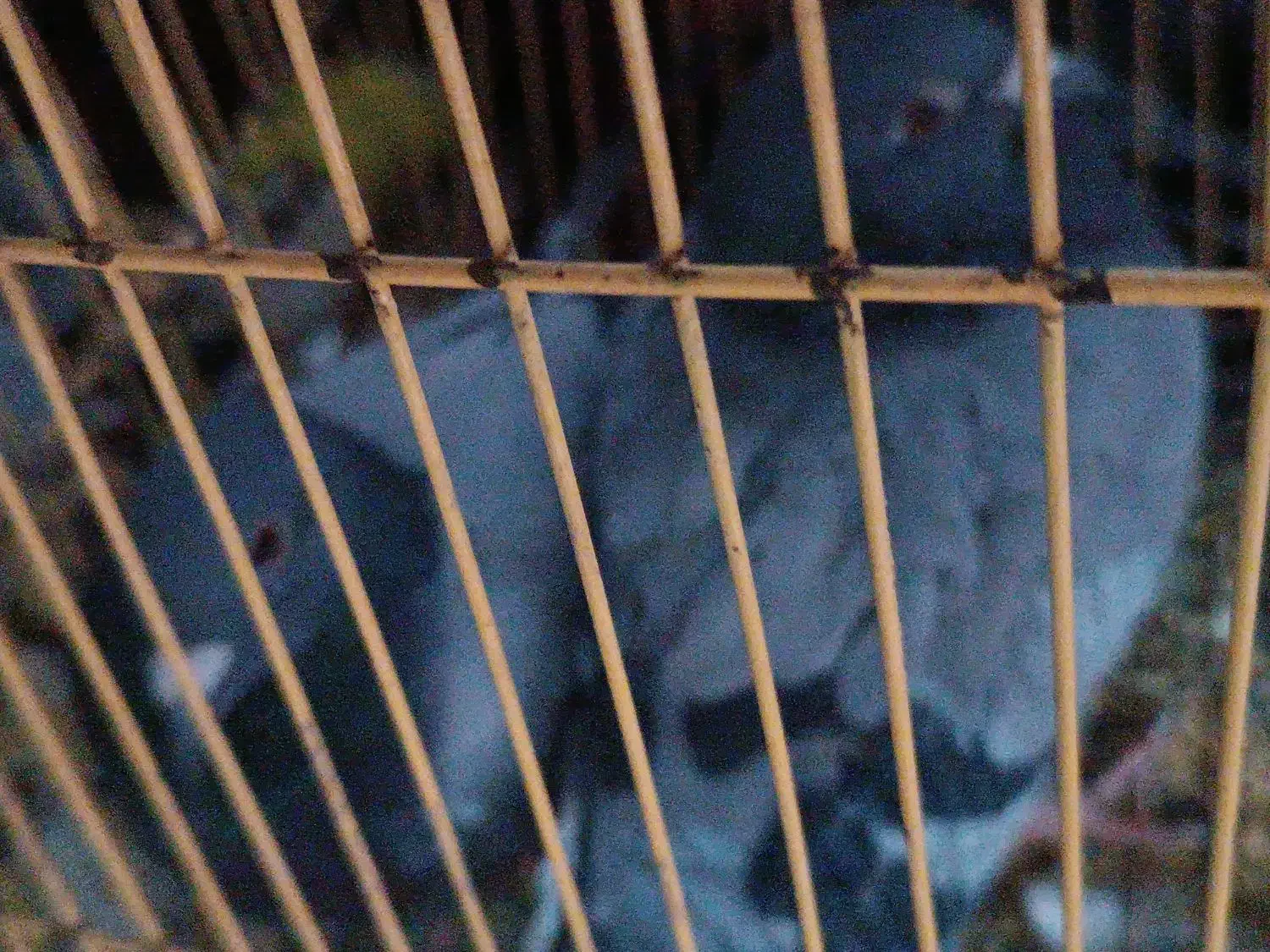 کفتر پولکی سبز|پرنده|سلامی, |دیوار