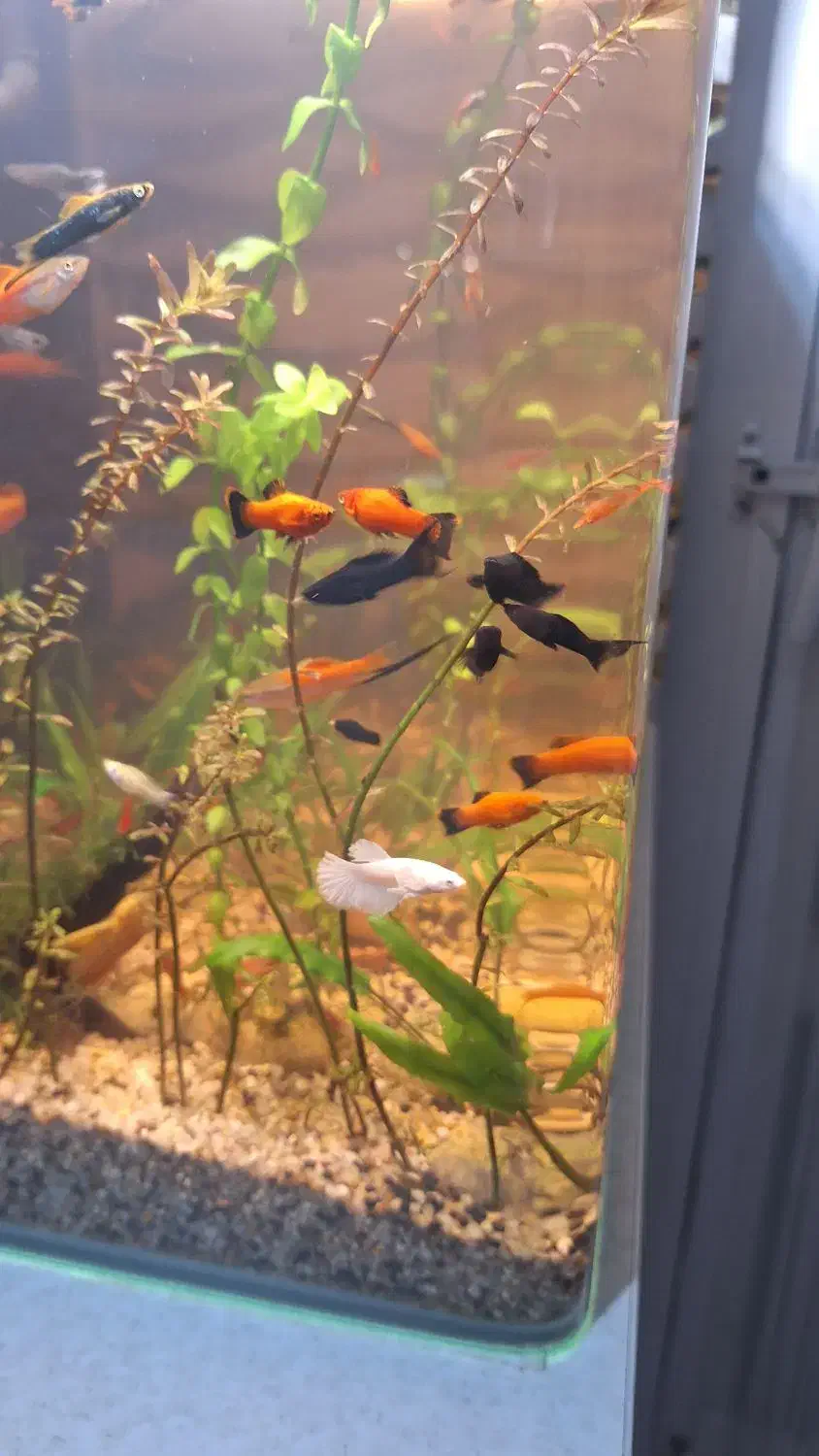 اکواریوم پلنت شیشه خم|ماهی|قم, شاه سید علی|دیوار