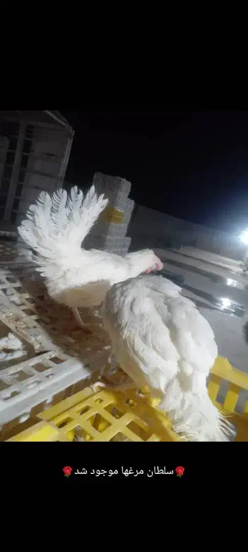 مرغ سفید تخم گزار حراج 120هزارتومن|حیوانات مزرعه|بندر ماهشهر, |دیوار