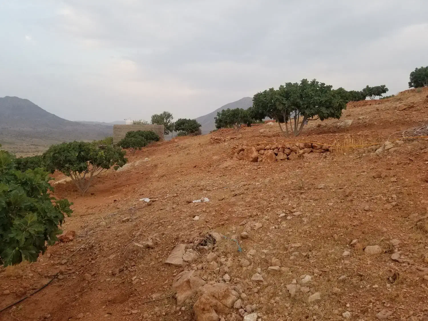 باغ انجیر ۱۰ کیلومتری نوایگان لایزنگان|فروش دفتر صنعتی، کشاورزی، تجاری|داراب, |دیوار