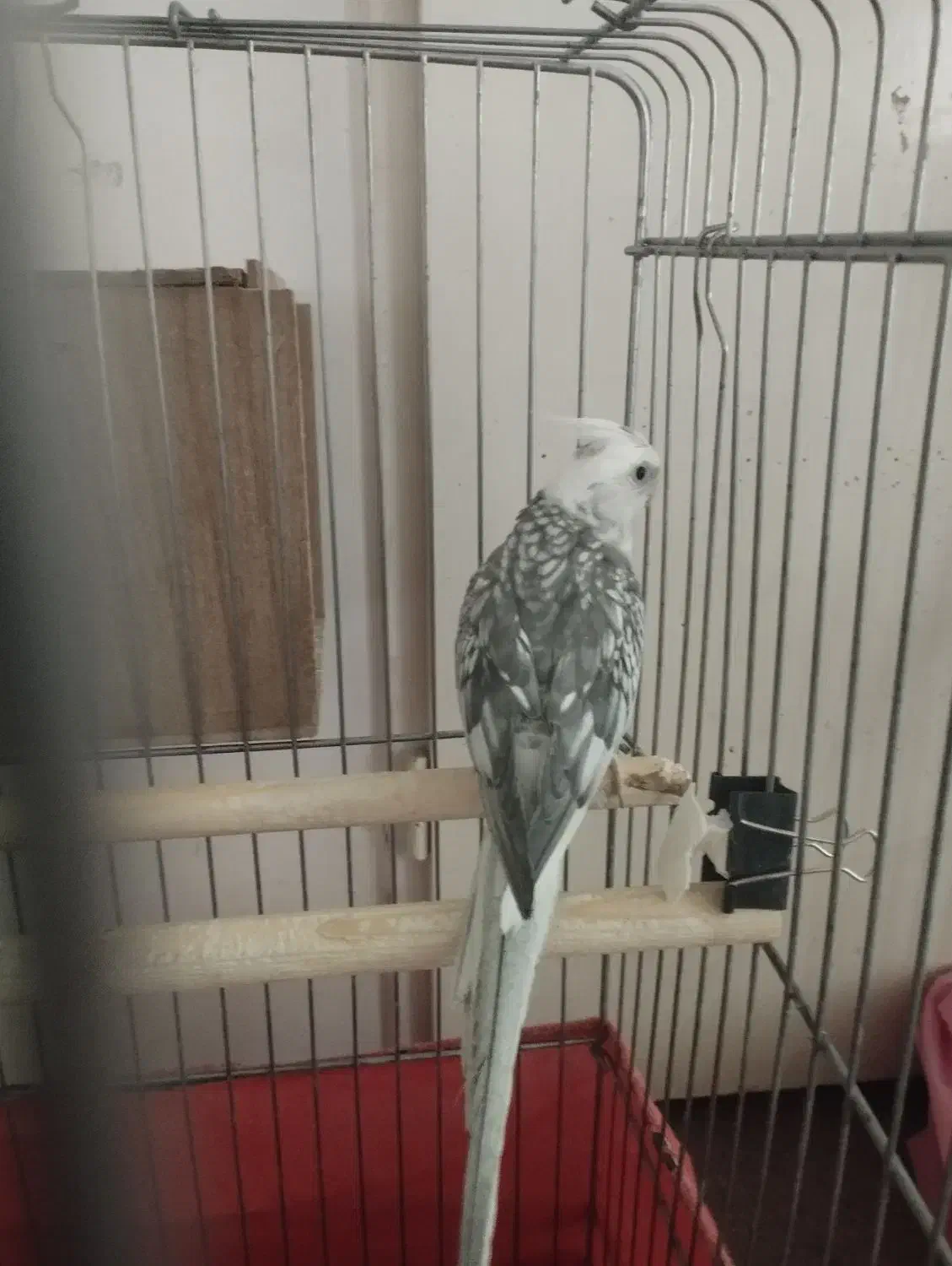 عروس هلندی نر|پرنده|پاکدشت, پاکدشت (مامازند)|دیوار