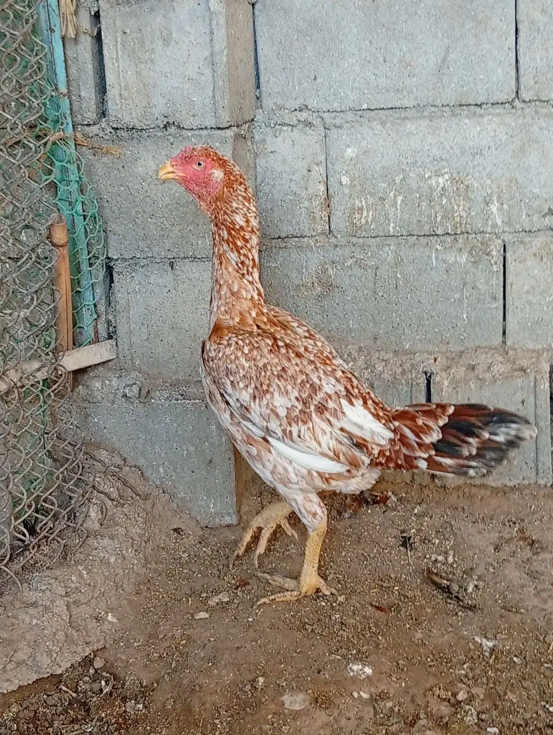 مرغ و خروس و جوجه لاری اصل|حیوانات مزرعه|سمنان, |دیوار