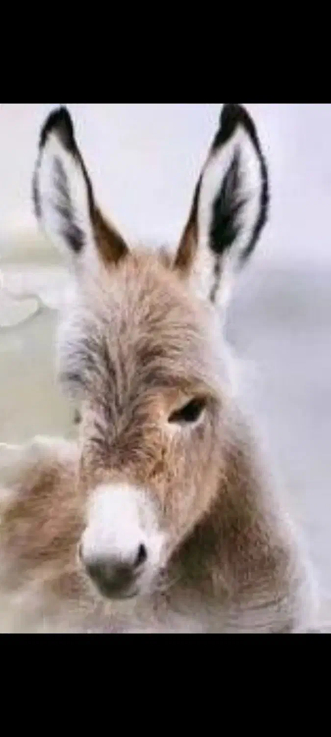 شیر الاق|خوردنی و آشامیدنی|آبیک, |دیوار