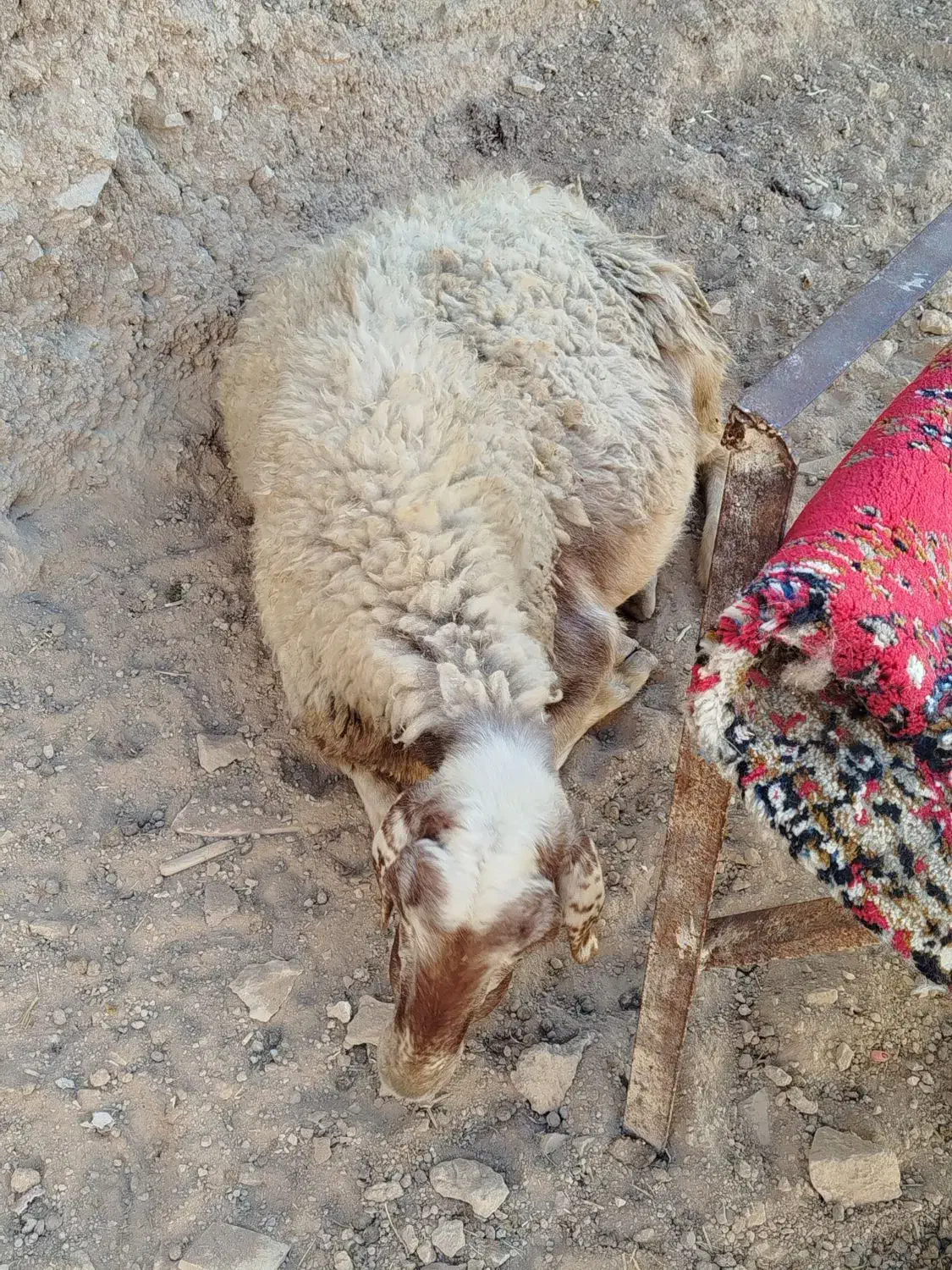 میش داشتی|حیوانات مزرعه|آبدانان, |دیوار