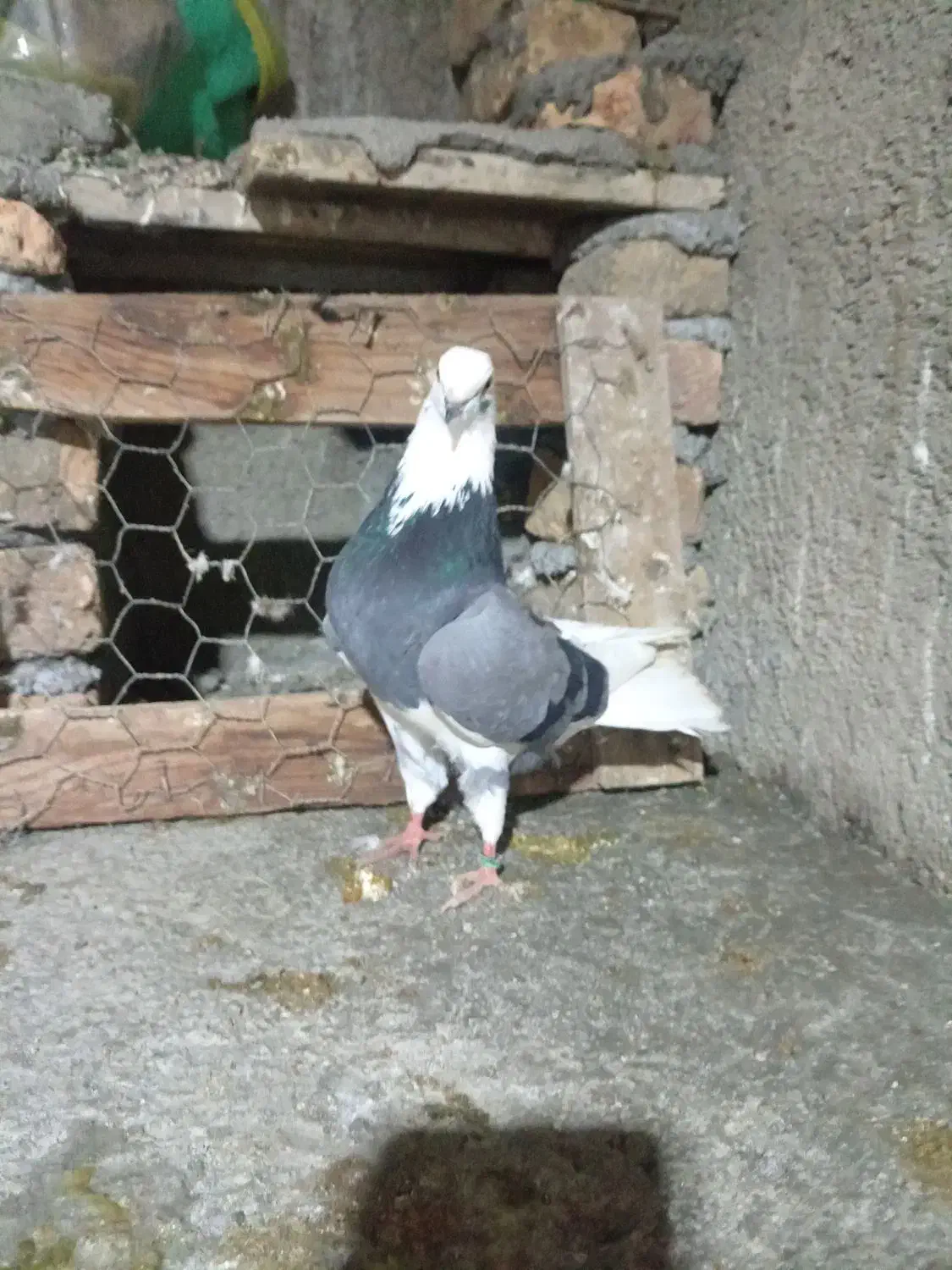 کبوتر|پرنده|آق قلا, |دیوار