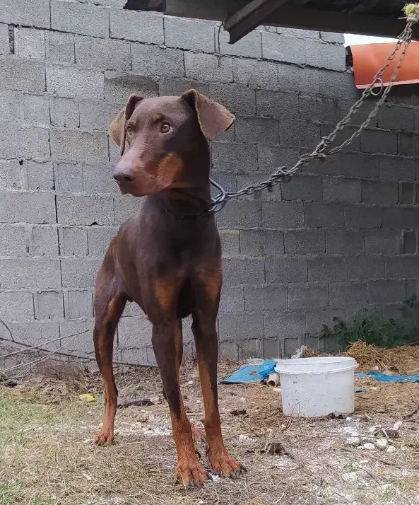 سگ دوبرمن|سگ|فومن, |دیوار