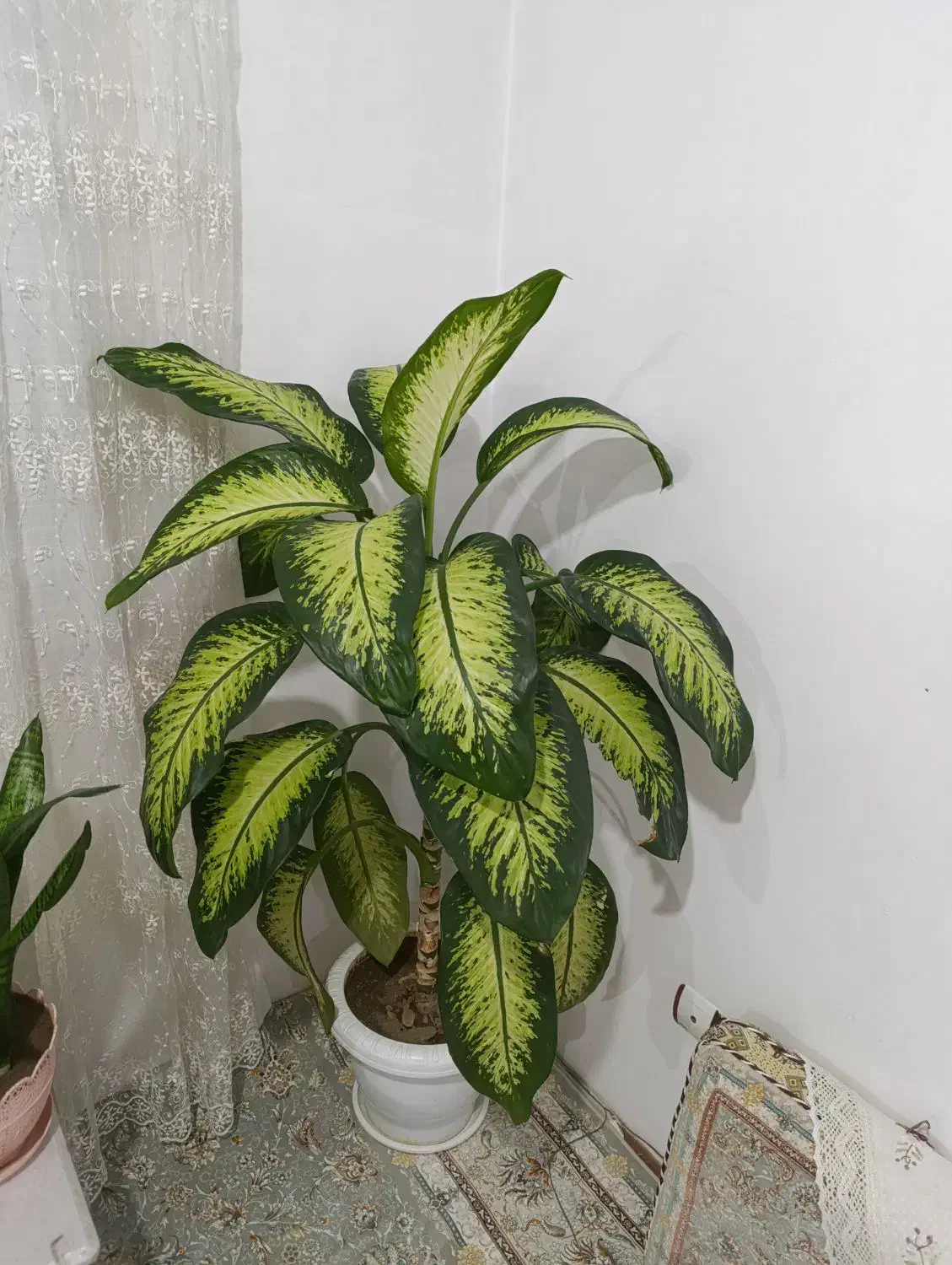 گل دیفن بزرگ و زیبا|گل و گیاه طبیعی|سنندج, |دیوار