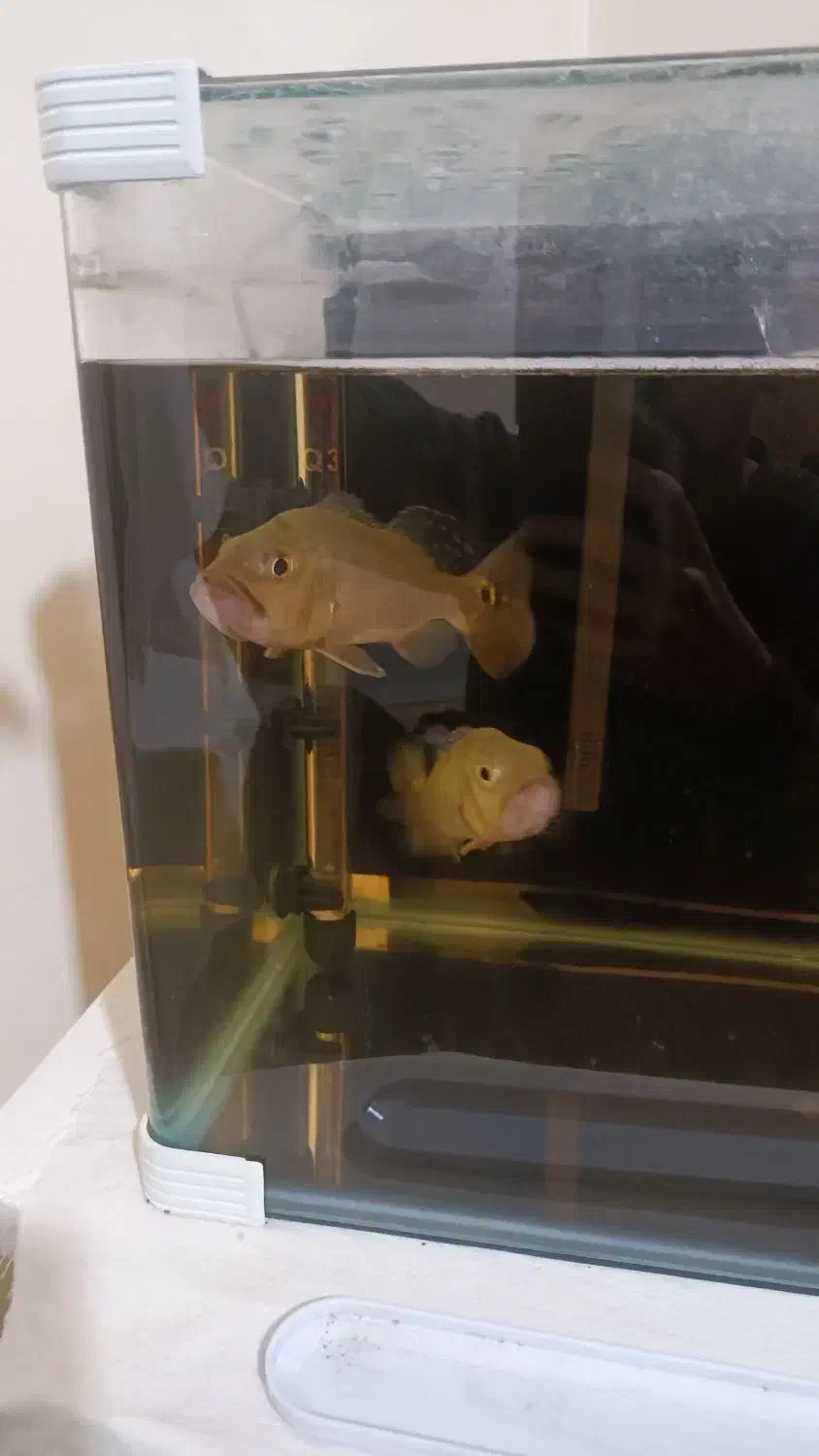 ماهی پیکاک باس کلبری|ماهی|یزد, |دیوار