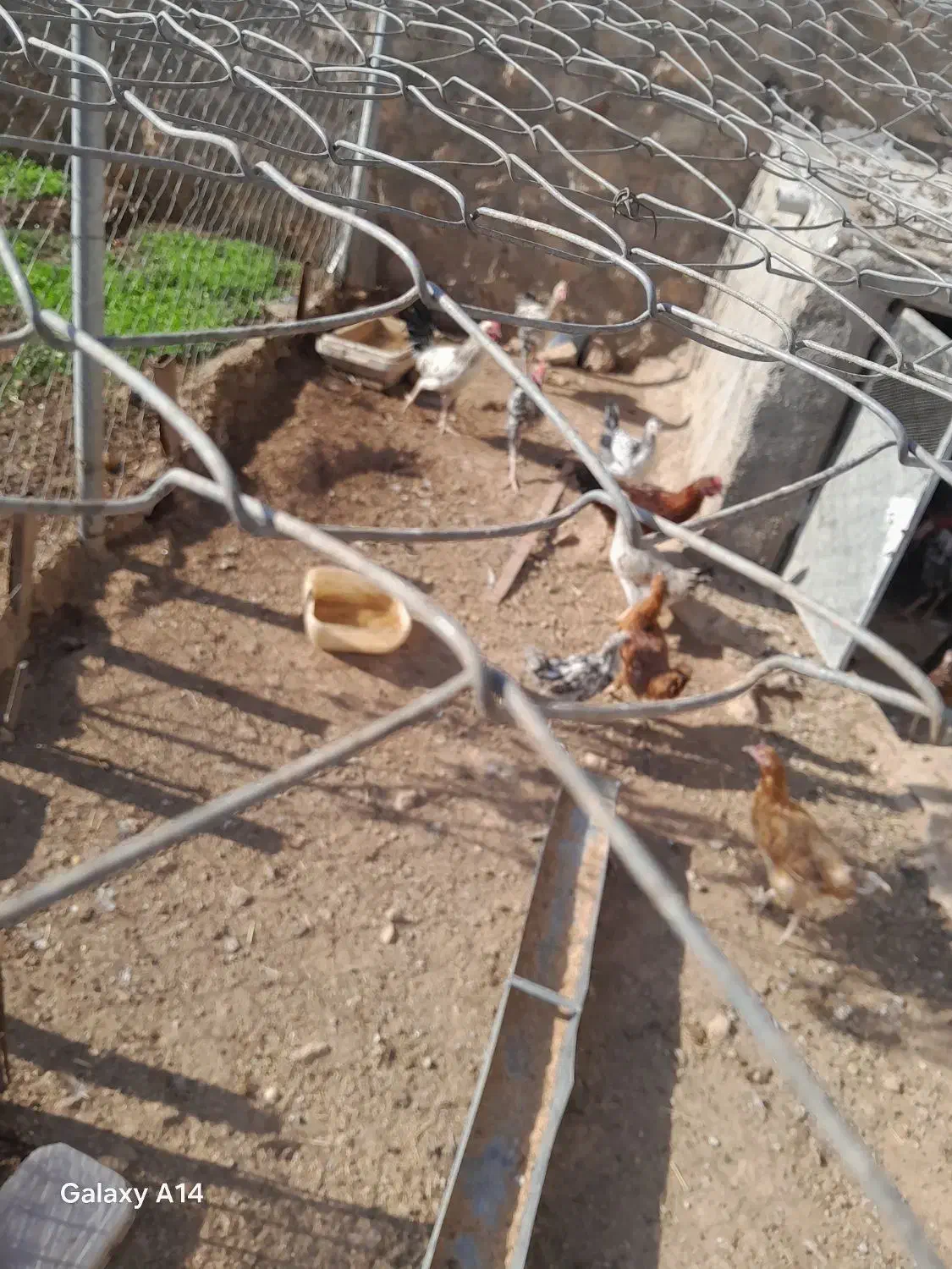 خروس و مرغ فروشی|حیوانات مزرعه|سرپل ذهاب, |دیوار