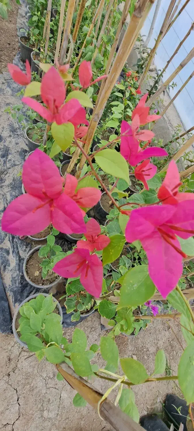 گل کاغذی  ، شاهپسند و شمعدونی|گل و گیاه طبیعی|گرگان, |دیوار