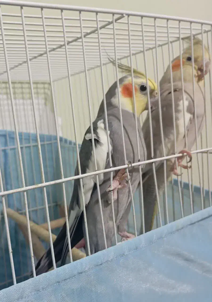 طوطی عروس یک  جفت|پرنده|آمل, |دیوار