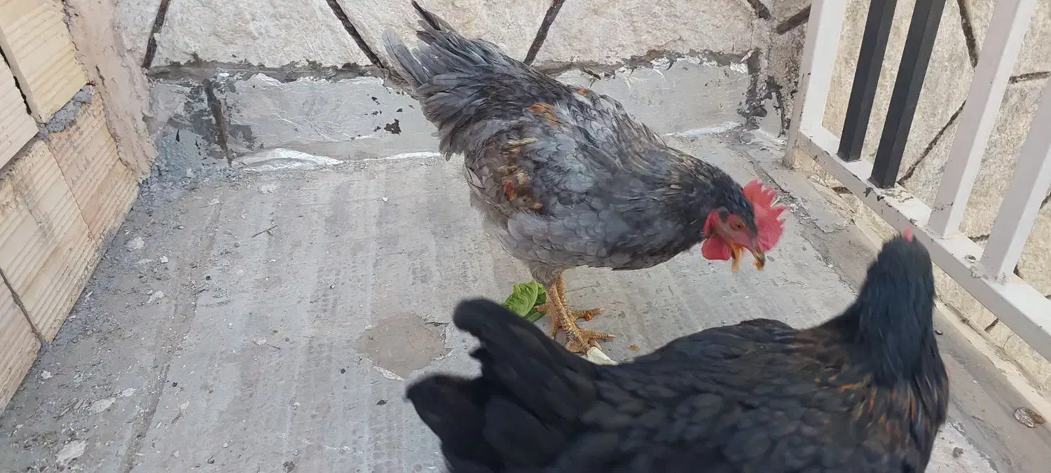 مرغ وخروس|حیوانات مزرعه|قم, حاج خلیل|دیوار