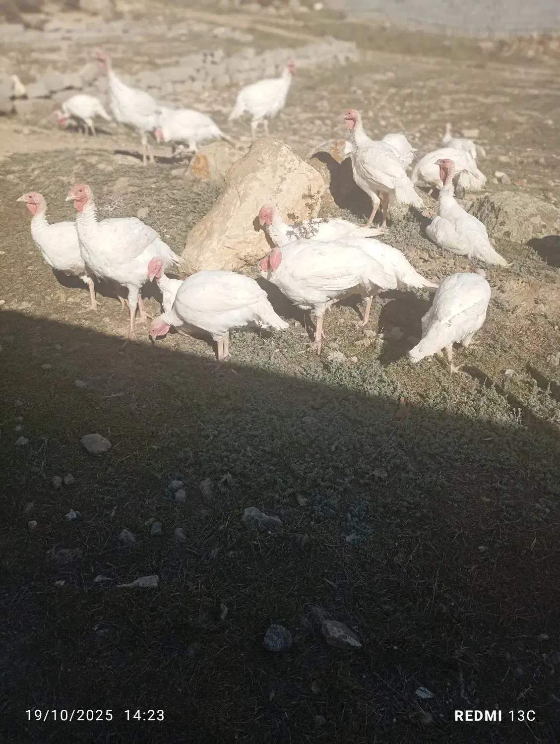 گوش|خوردنی و آشامیدنی|سرعین, |دیوار