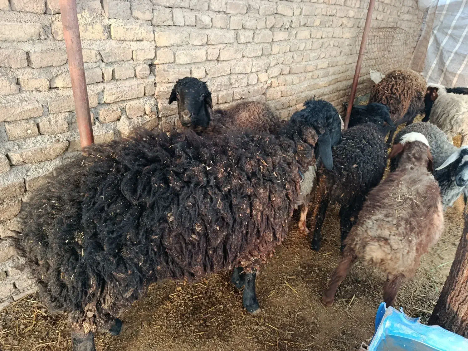 فروش گوسفند|حیوانات مزرعه|قرچک, صالح آباد|دیوار