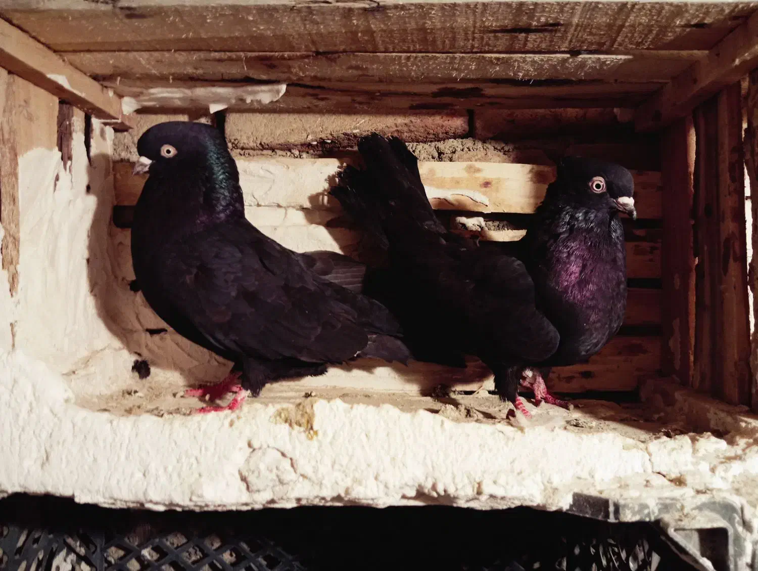 سیاه|پرنده|ملکان, |دیوار