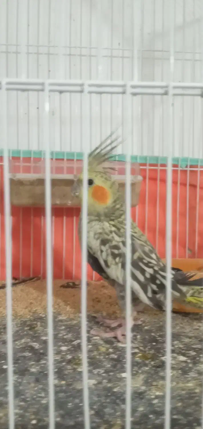 عروس هلندی|پرنده|دره شهر, |دیوار