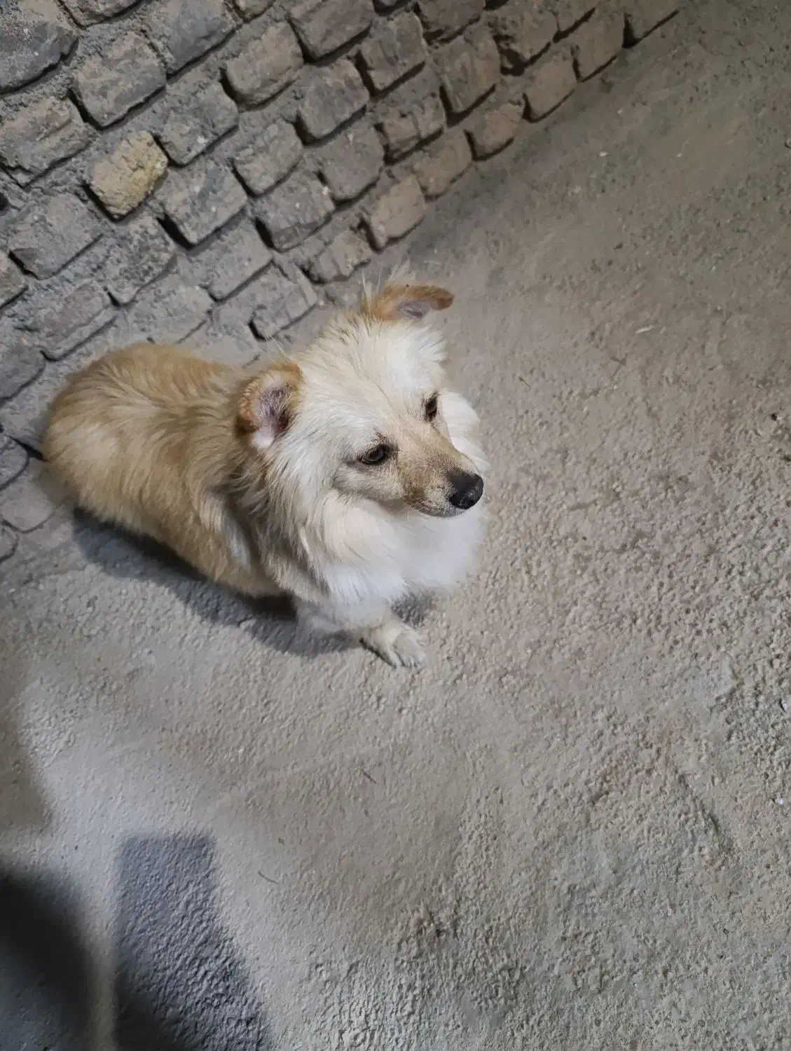 سگ پامر|سگ|شاهرود, |دیوار