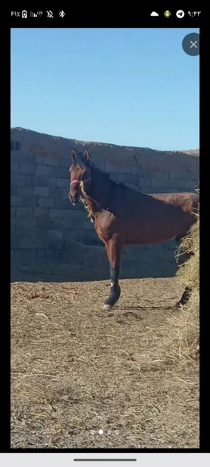 اسب نریون تاخت|اسب و تجهیزات اسب‌سواری|بالا ولایت, |دیوار