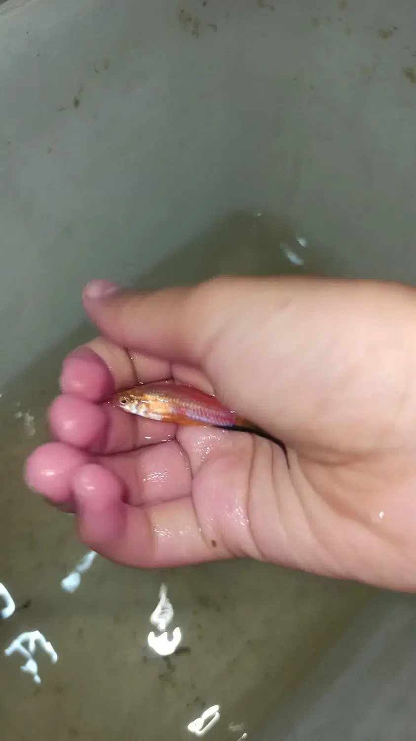 مولی پاندا و دم عقربی و بالن و....|ماهی|کاشان, فین بزرگ|دیوار