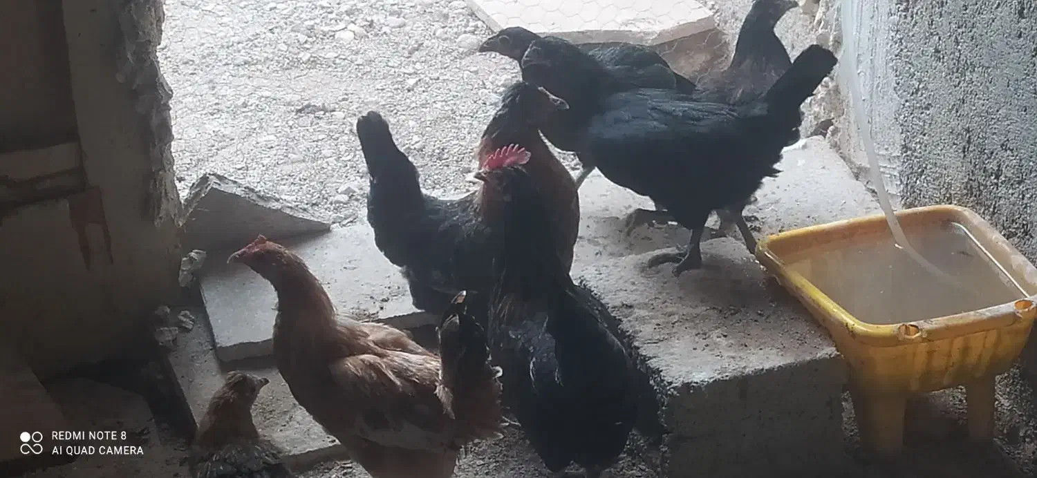 معامله مرغ با جوجه هاش با کبوتر در شهر خورموج|پرنده|خورموج, |دیوار