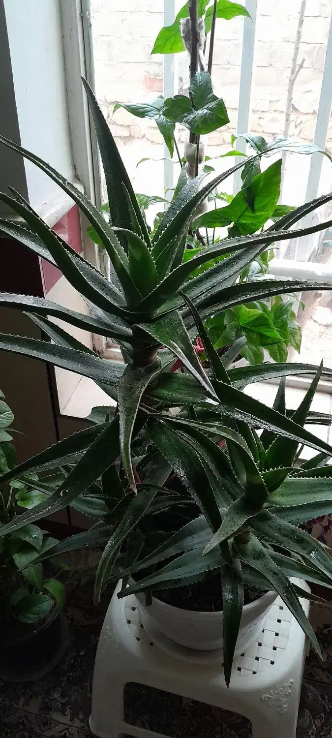 گل قشنگ وبا طراوت|گل و گیاه طبیعی|بجنورد, |دیوار