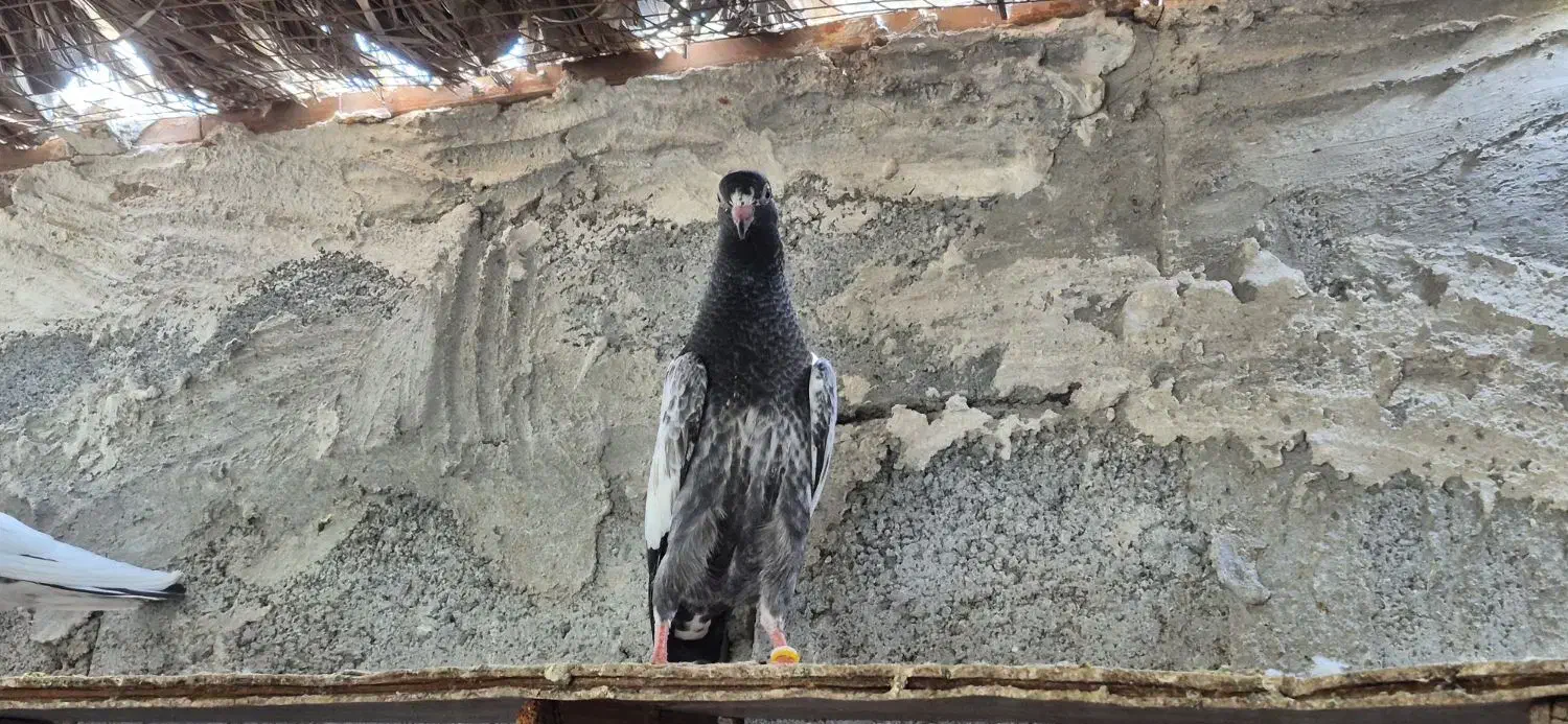 کبوتر تیدی|پرنده|بندرعباس, |دیوار