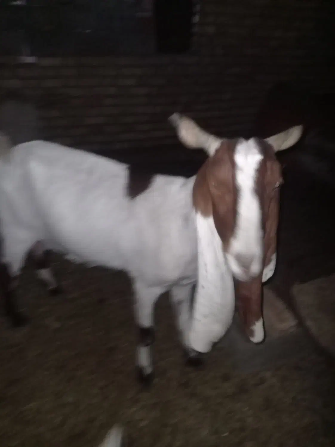 بز پاکستانی|حیوانات مزرعه|بجنورد, |دیوار