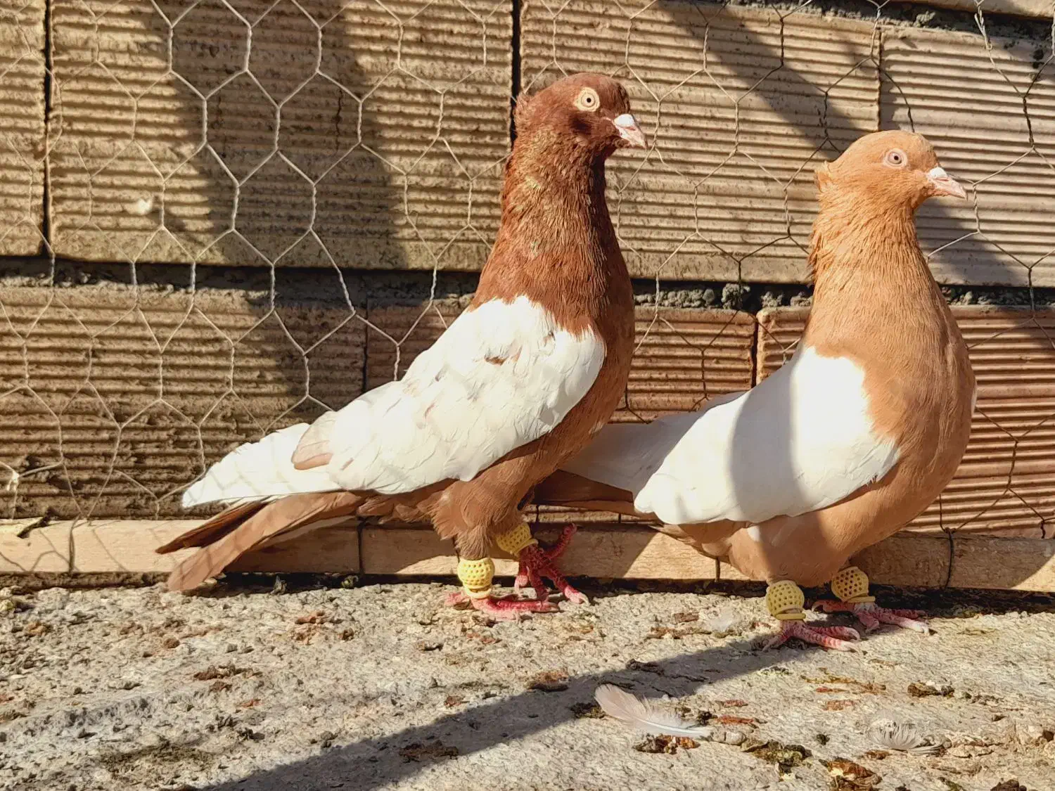 نروماده سینه سرخ وسینه سیاه اس اس|پرنده|مشهد, انقلاب|دیوار