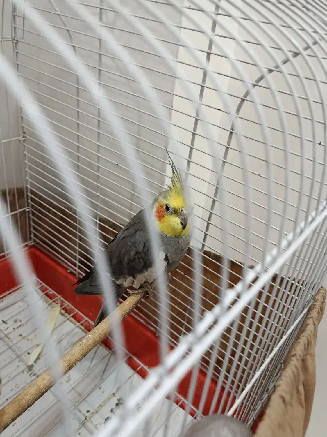 پرنده|پرنده|رشت, پسیخان|دیوار