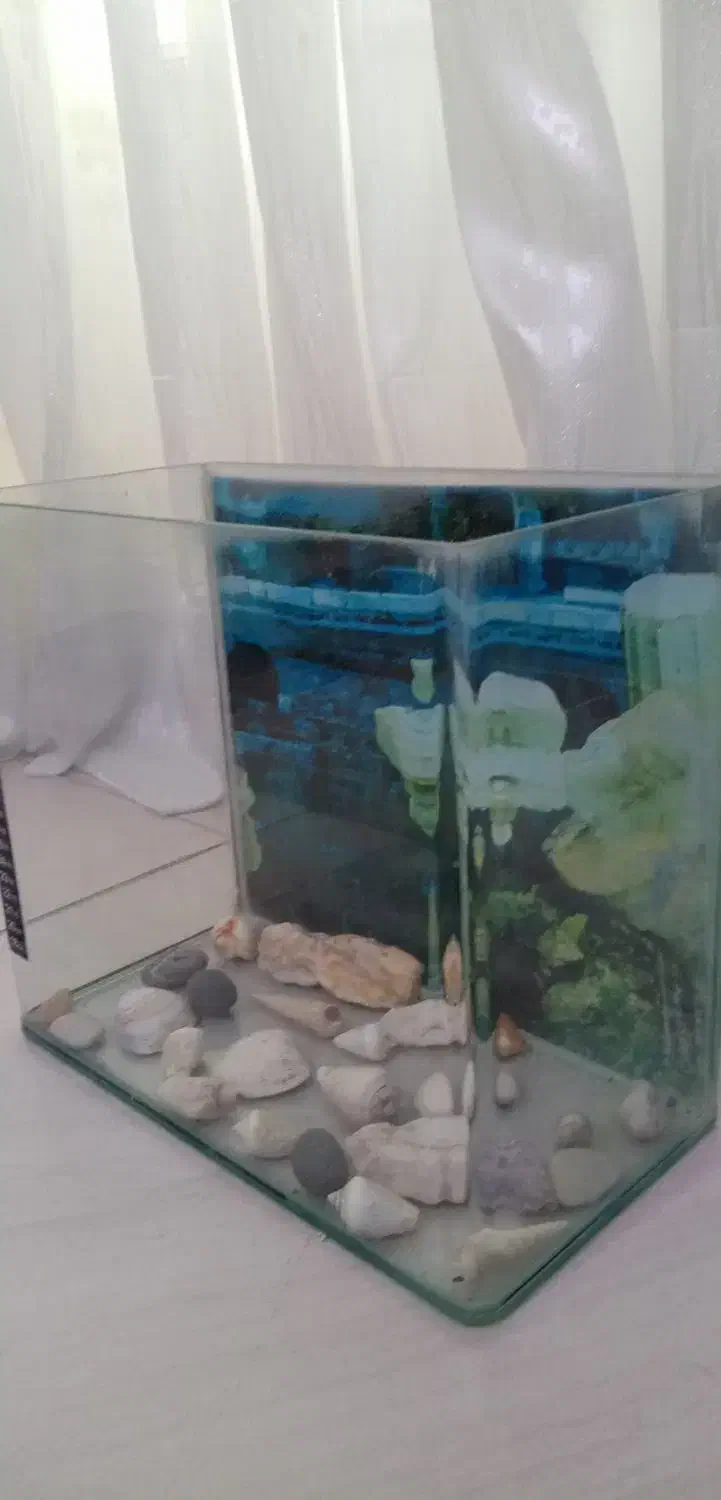 اکواریوم شیشه خم درحد نو|ماهی|بابل, |دیوار